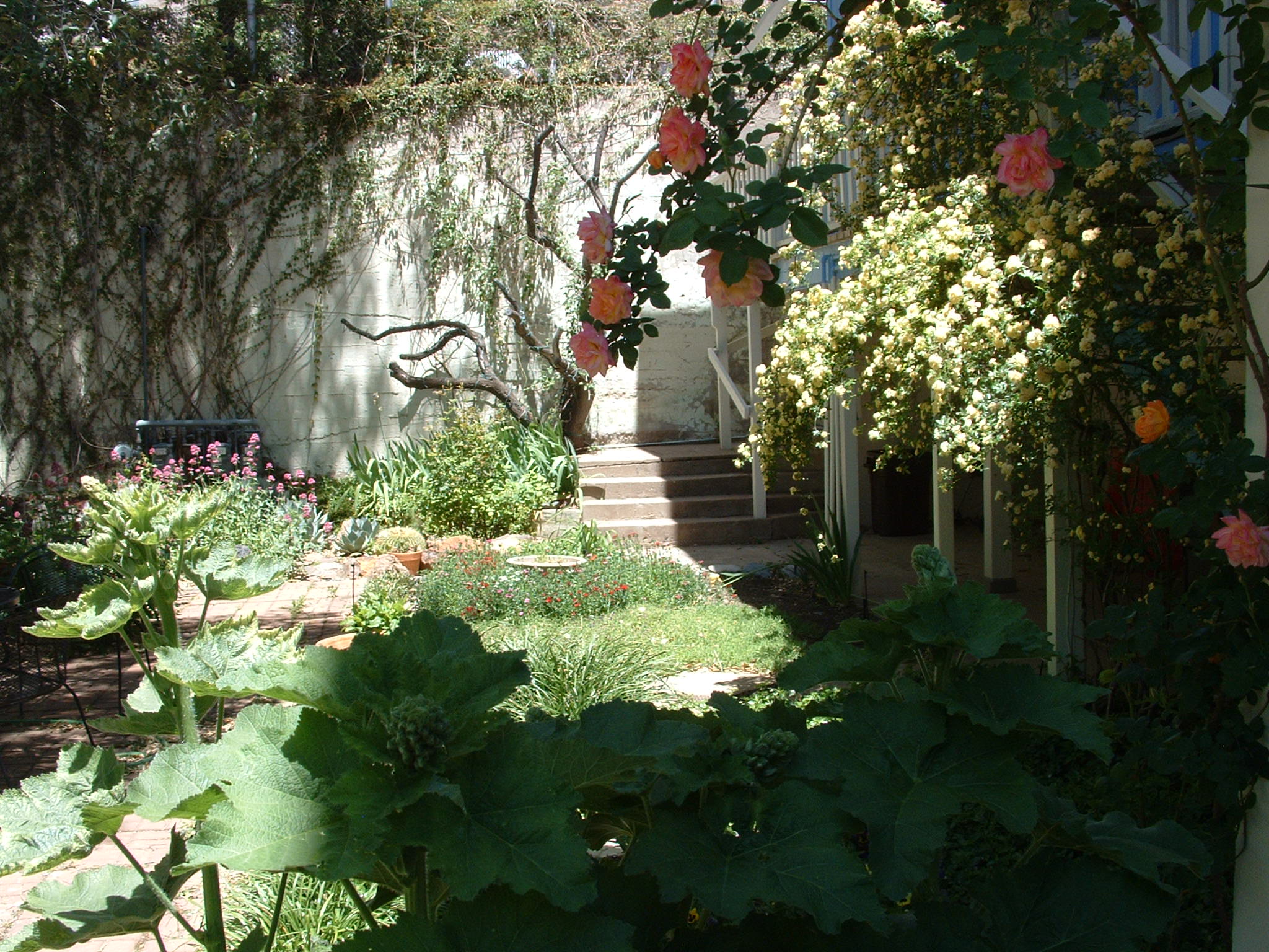 View of apricot tree stump from hollyhock