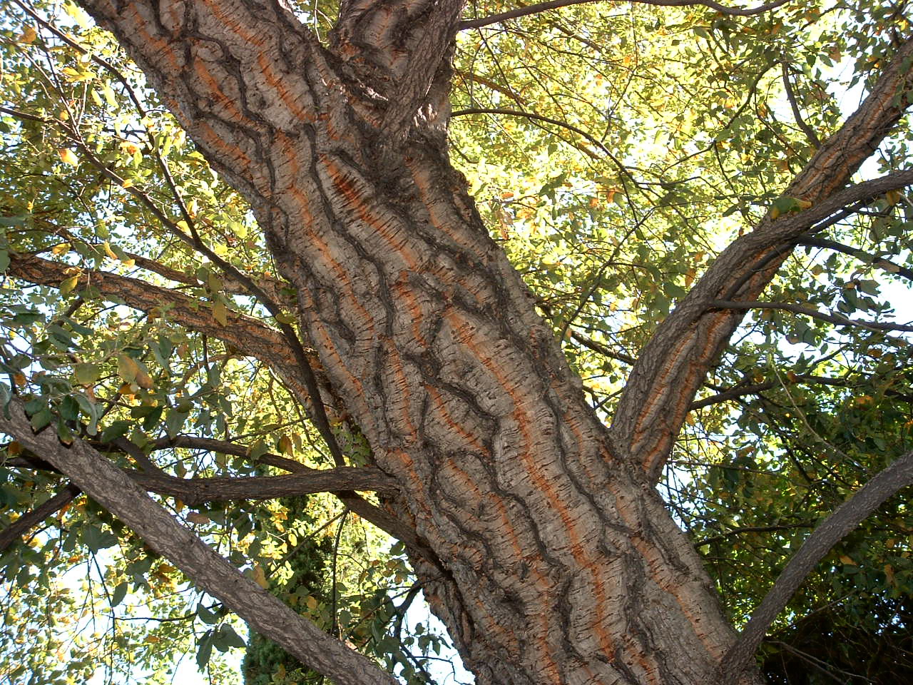 Remarkable bark of the Cork Oak