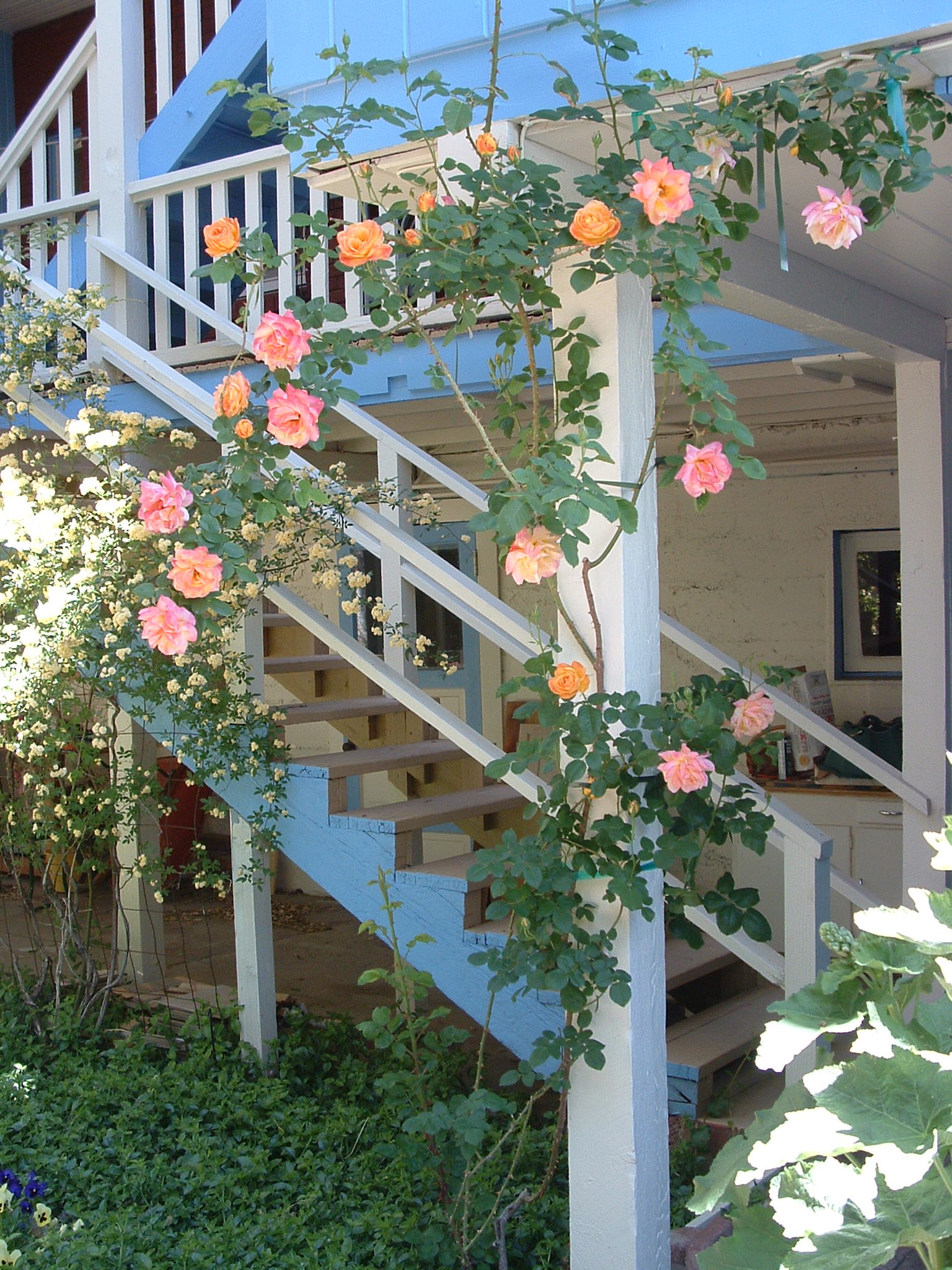 View of garden stairs with Joseph's Coat rose.